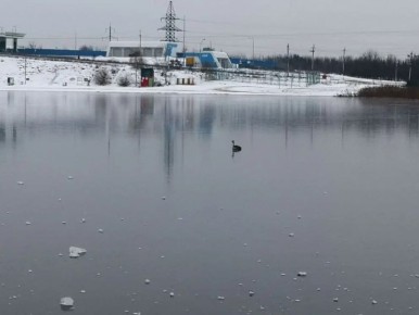 Из замёрзшей воды в Ласковском карьере спасли птенца Чомги