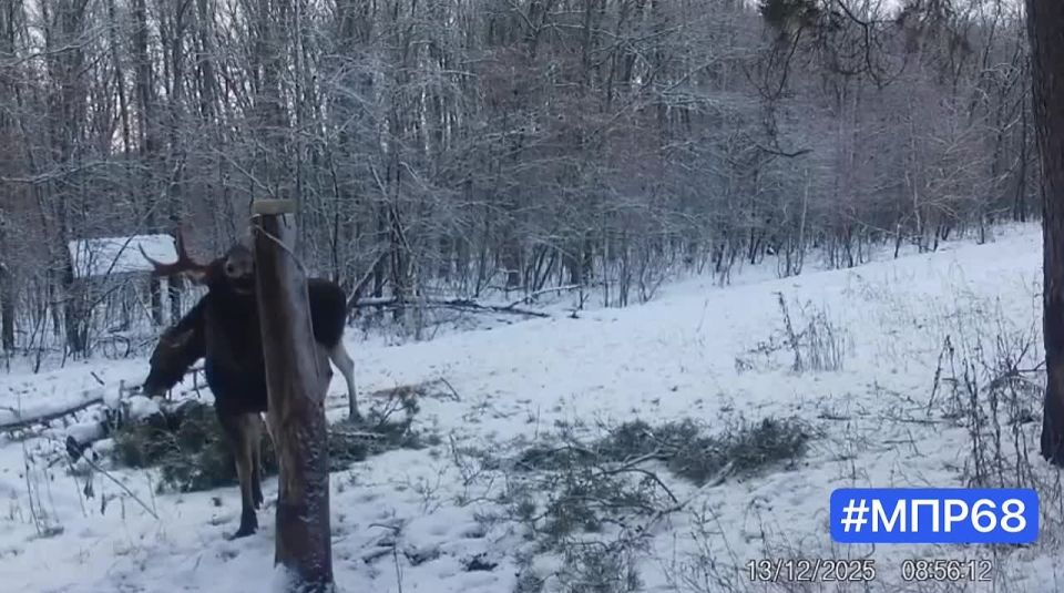 ���� � ������ ������� ���������� �������