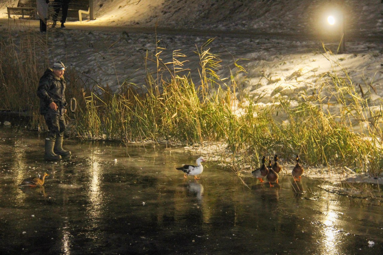 Дикие утки, которые поселились в пруду города Уварово, обрели дом на зиму Дикие утки, которые поселились в пруду города Уварово, обрели дом на зиму