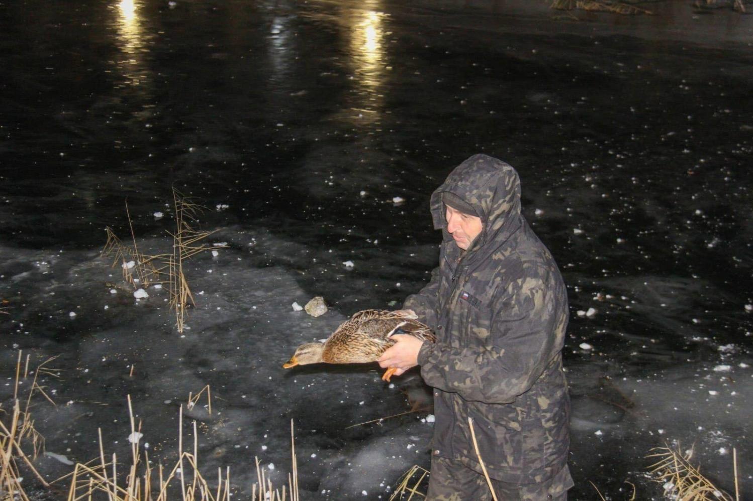 В Уварово организовали безопасную зимовку для диких уток В Уварово организовали безопасную зимовку для диких уток