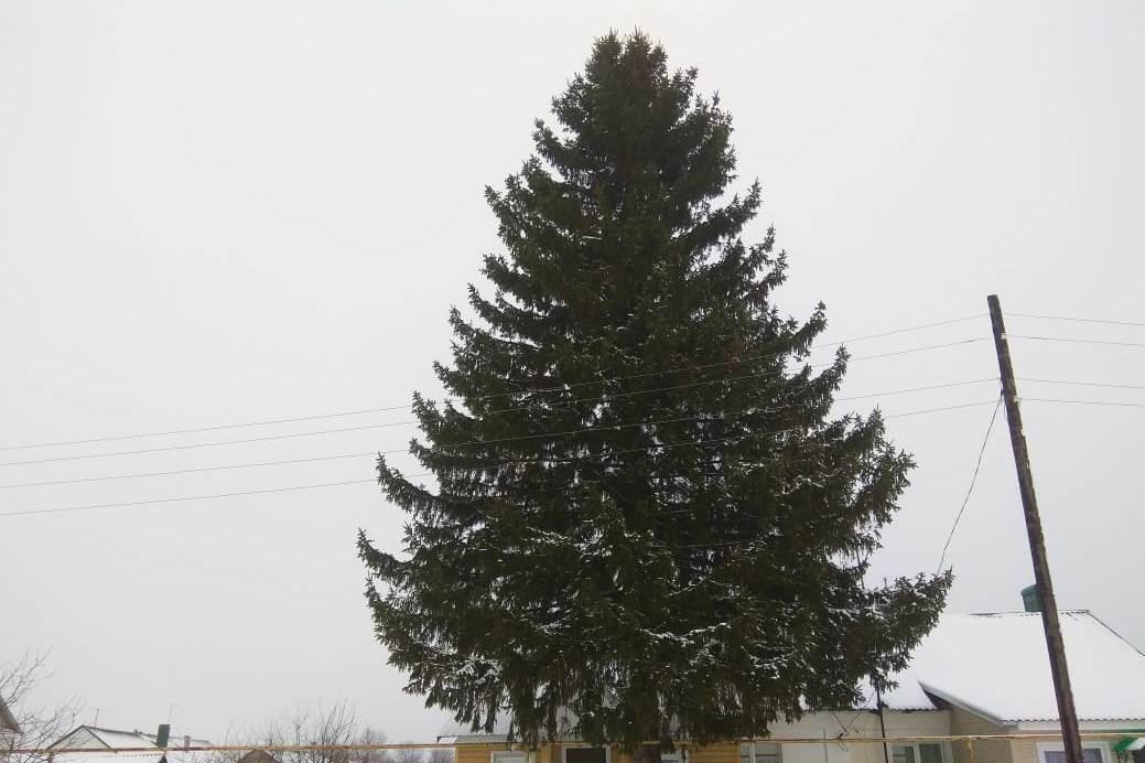 Главные ёлки Моршанску и селу Пичаево подарили местные жители Главные ёлки Моршанску и селу Пичаево подарили местные жители