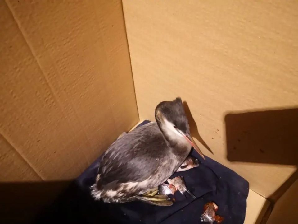 ���������� ���� �����, ����������� � ������� � ����������� �������