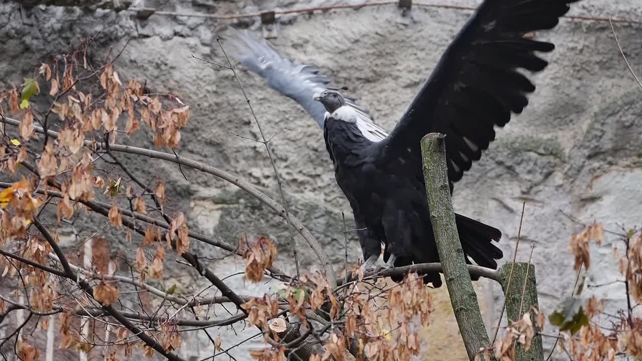 В Московский зоопарк приехали два андских кондора