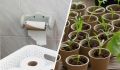 Как заменить дорогие стаканчики для рассады: хитрость с туалетными втулками