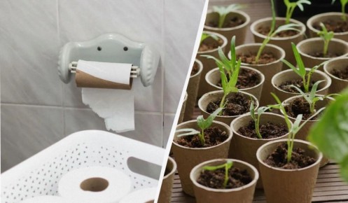 Как заменить дорогие стаканчики для рассады: хитрость с туалетными втулками