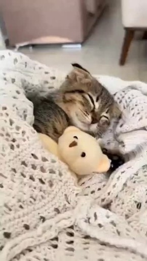 ���������� ����������