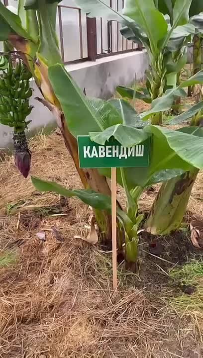 В Абхазии собрали первый урожай безвирусных мичуринских бананов