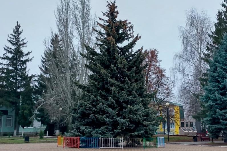 В Мордово установили 11-метровую ёлку, подаренную местной жительницей