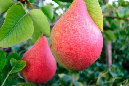 Груша Кокинская: особенности сорта и секреты ухода для успешного урожая