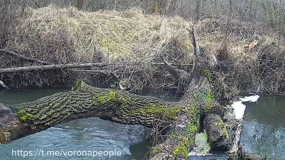 ��� �� ������ ������ ��� ������, ��� ������ ������� �����