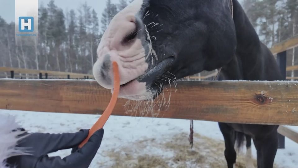 ������ �������� �������� �� ����� ������ � 18.30, � ����� � �� � Rutube