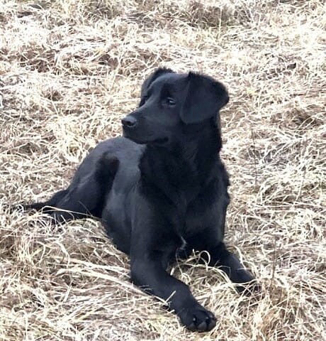 Пост добра: щенки ищут дом Пост добра: щенки ищут дом