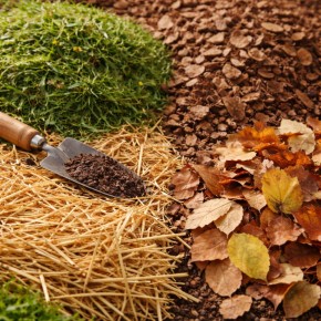 ������ ��� ������ ����: ��� ������� ��������, ������� ��-���������� ��������