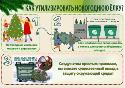 В Тамбове открыли пункт сбора отслуживших новогодних ёлок