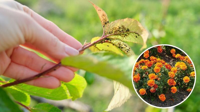 �������� � ����: ��� ����� ����� ������� ��������