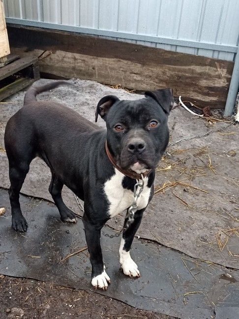 ���� �����: ��� ���� ���. ������� - 2 ����, �����������, ��������, ����� ��������