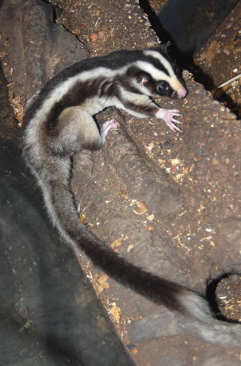 В Московском зоопарке появились полосатый кускус и две ехидны В Московском зоопарке появились полосатый кускус и две ехидны