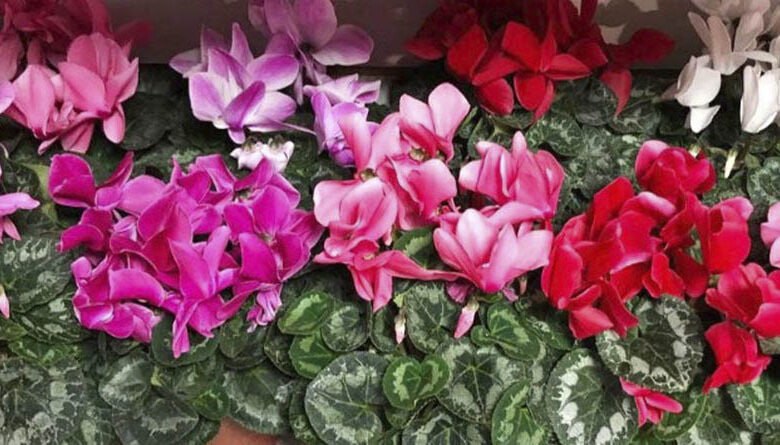 Жителям Тамбовской области напомнили, как ухаживать за комнатными растениями зимой