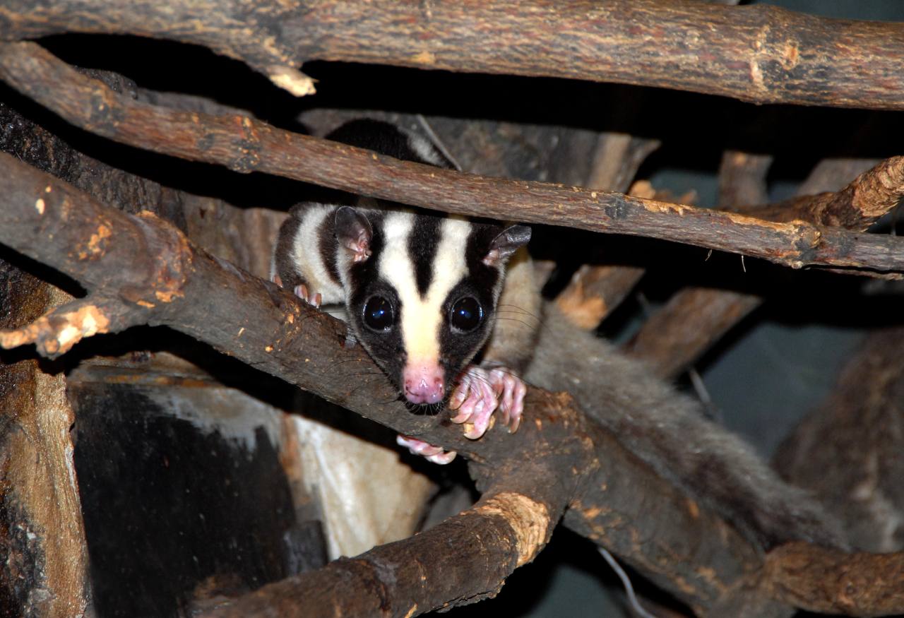 В Московском зоопарке появились полосатый кускус и две ехидны