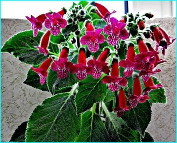 ��� ��������� �� �������� � ����������� ����������, ������� ������� ��� ���