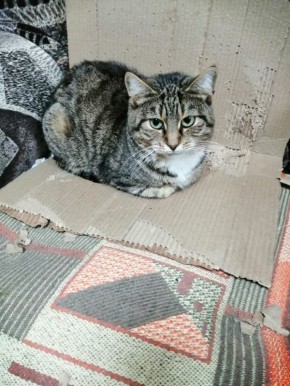 ���� �����: ����� ���� ���� ���