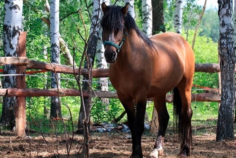 ������� �� �����: ���������� ���� � �������