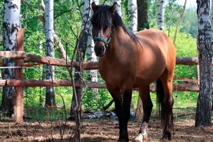 ������� �� �����: ���������� ���� � �������