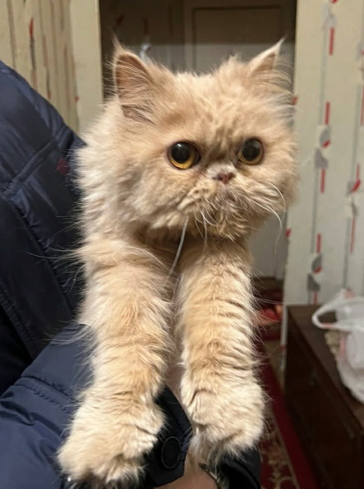 Пост добра: Даша ищет дом. Кошке 11 лет, породистая, никогда не была на улице, стерильна, обработана, очень тихая, спокойная, ласковая