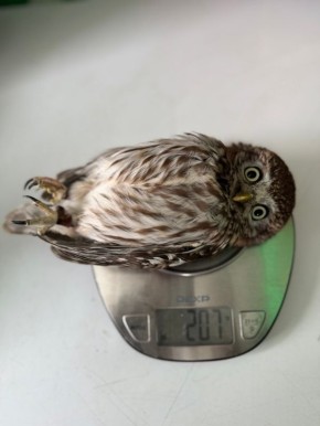 Под занавес новогодних праздников домовый сычик Кузя вновь проверил свой вес