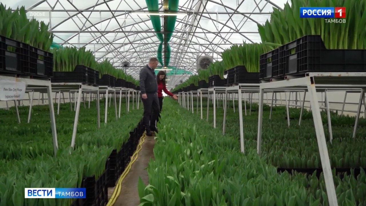 Экс-главу тамбовской компании «Тепличное», которая занимается выращиванием цветов и овощей, арестовали за получение взяток