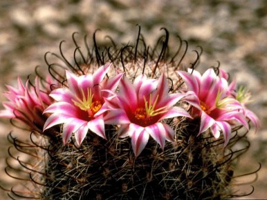 ���������� ������: �������� ������ ���� � ������� ��� ������ ����