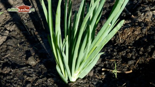 Заготовка зеленого лука на зиму: лучшие методы