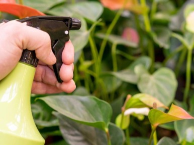 ������� ������ �������� ��� �����