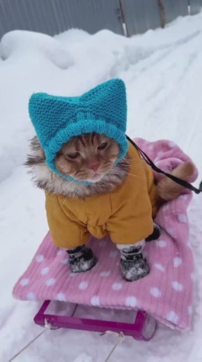 ������� � ��������