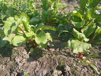 ������� ��������� ������ ������: ��� ��������� ��������� � ����