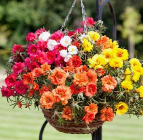 ������� ���������: ��� ������ ����� �������� ��� ���