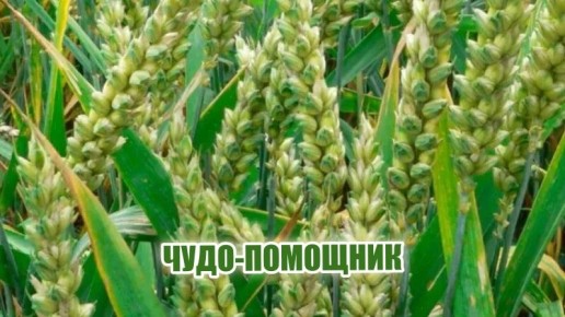 ���� ��� �������: ��� ���� �������� ��������� ����� � ����������� � �����������