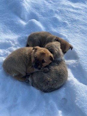 ���� �����: ����� ���� ���