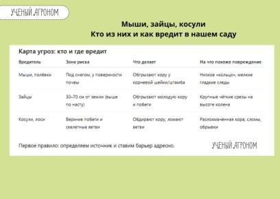 ������ ������ ��� ������ ����: ��� �������� ������� �� ������ � ��������