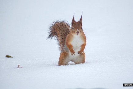 ������� ����������, �� ����� ��������: ���� ������������� ������