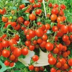 Томат «Балконный сахарный»: сладкие плоды для домашнего огорода