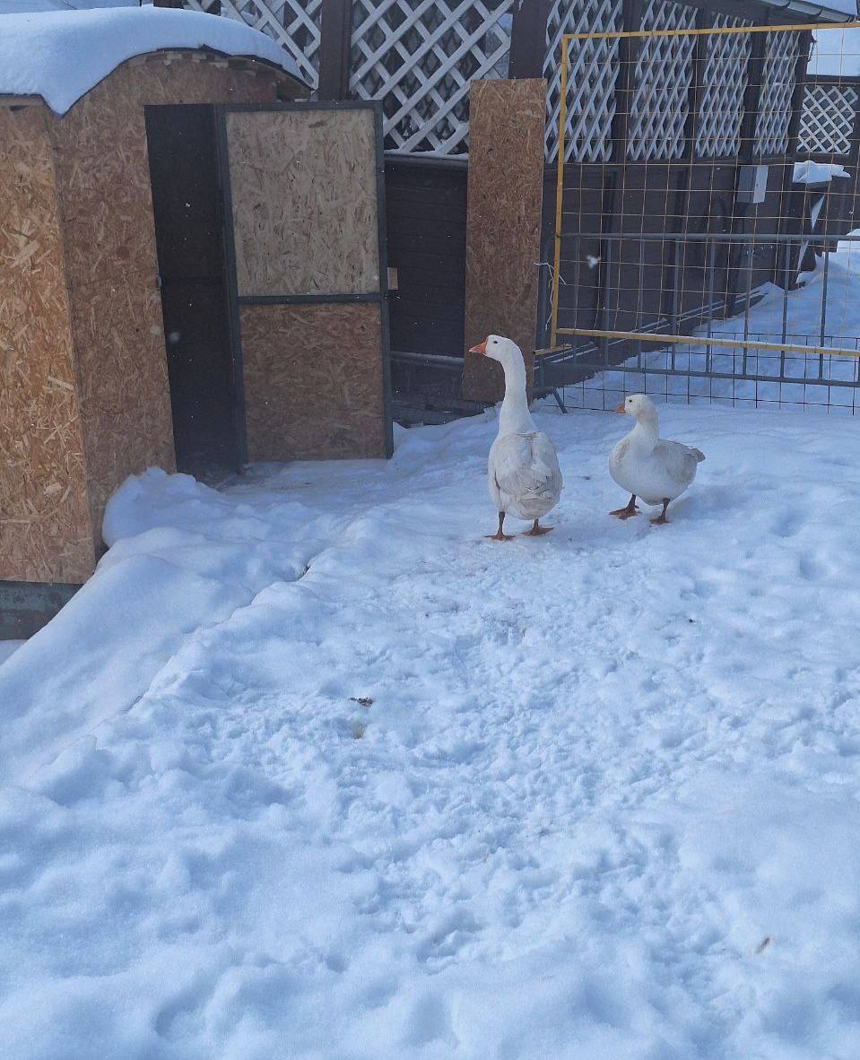 Гуси, которым построили домик для зимовки в парке "Ромашково", снесли яйца Гуси, которым построили домик для зимовки в парке "Ромашково", снесли яйца