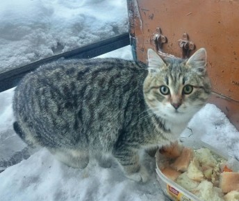 ���� �����: ����� � ��� ���� ������