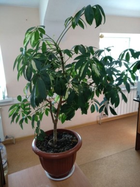 Шеффлера: основные аспекты ухода и разновидности