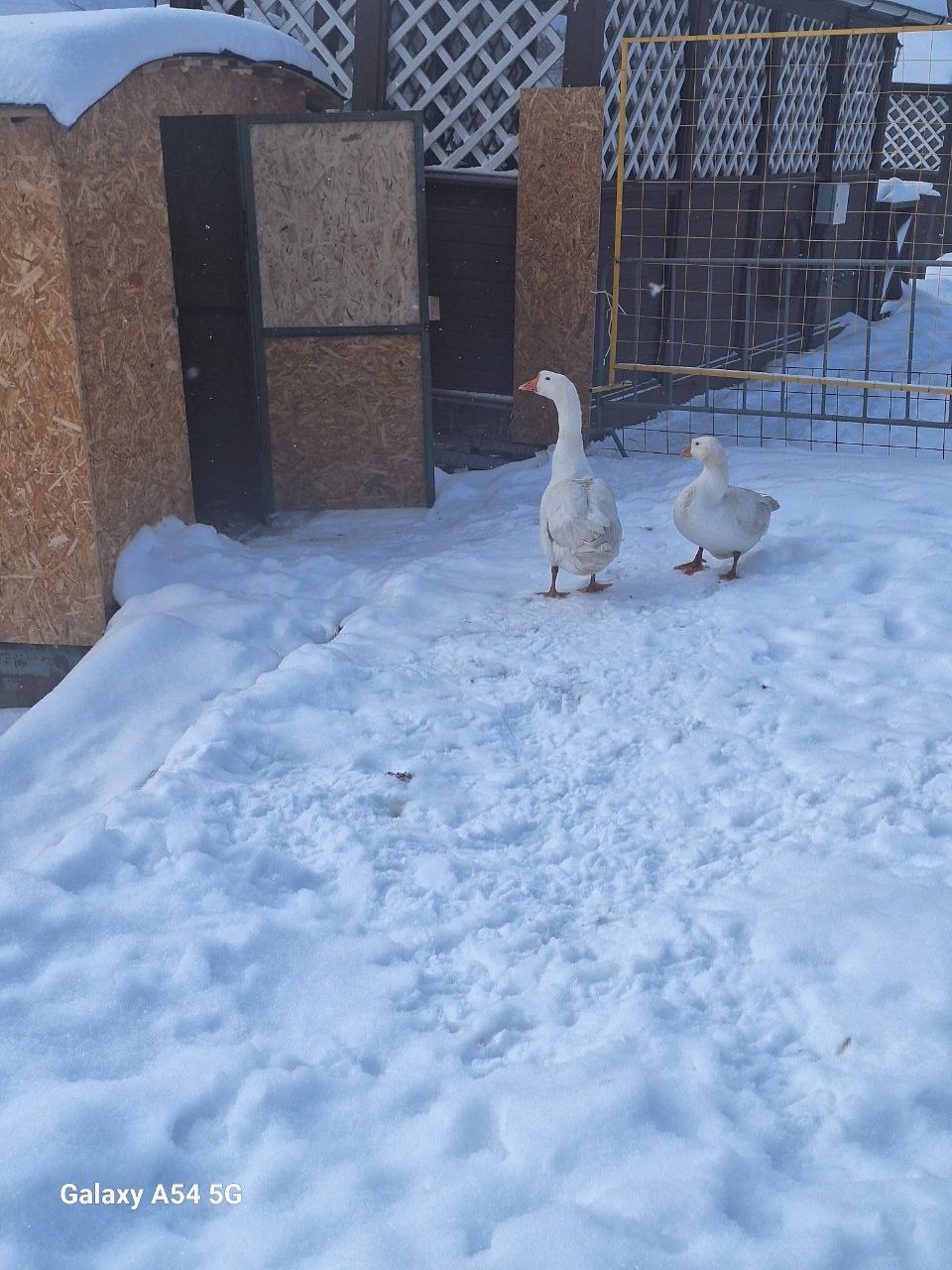 Сюрприз дня: те самые гуси с тамбовской набережной обзавелись потомством