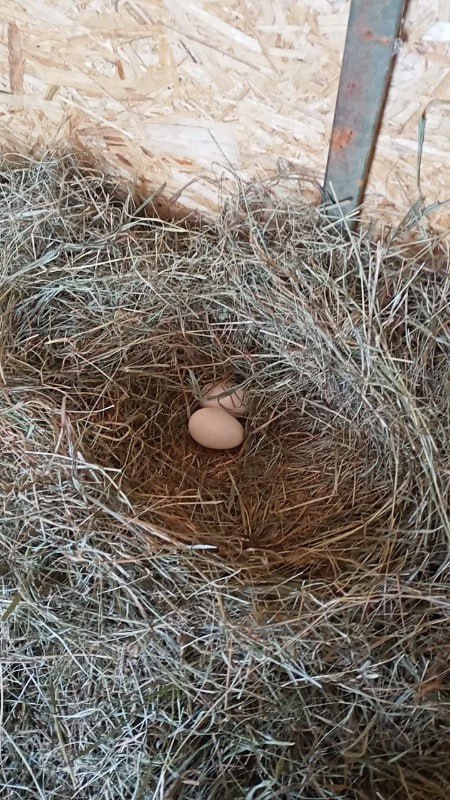 Сюрприз дня: те самые гуси с тамбовской набережной обзавелись потомством Сюрприз дня: те самые гуси с тамбовской набережной обзавелись потомством