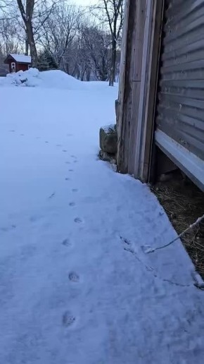 ������, ��������