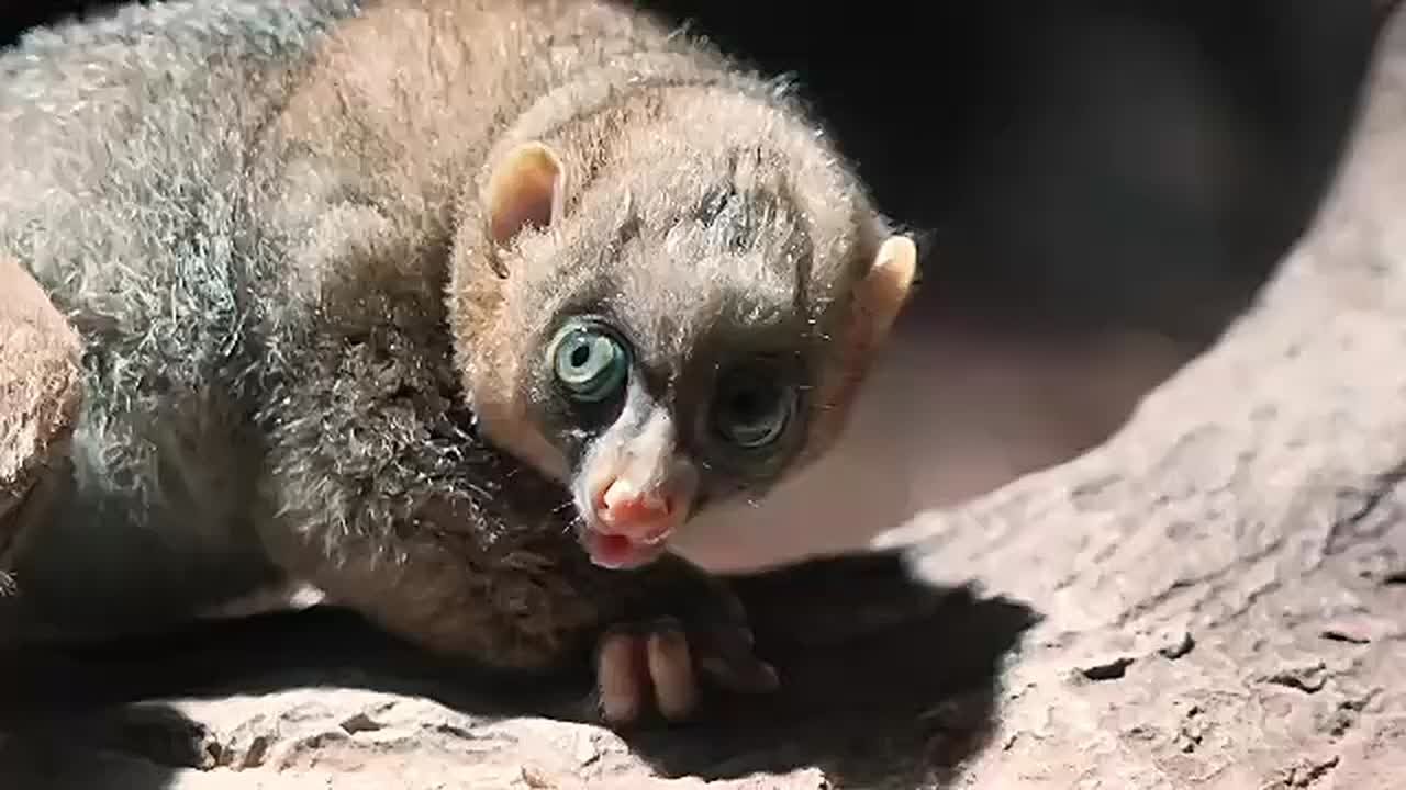 В Московском зоопарке родился детеныш краснокнижного примата потто