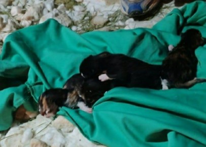 Пост добра: волонтёры ищут кормящую кошку для четырёх котят