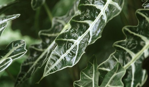 ��������: ��� ���������� �������� ���� � �������� �������